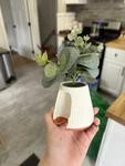 Succulent Plant Hand Sanitizer Pocketbac Bath And Body Works Case Holder. Fixed Price $24.99.